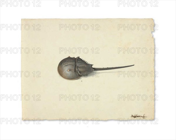 A Horseshoe Crab, n.d. Creator: Pieter Holsteyn the Younger.