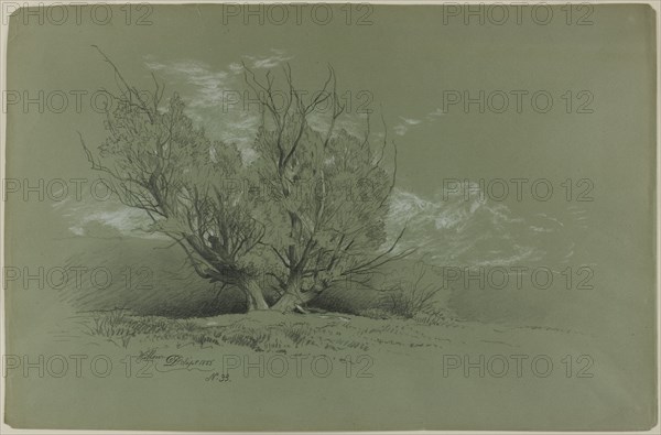 Willow, 1885. Creator: David Johnson.