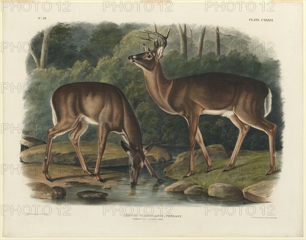 Cervus Virginianus, 1848. Creator: John Woodhouse Audubon.