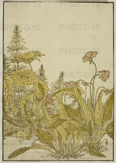 Spring Flowers: Violets and Dandelions, from the book "Mirror of Beautiful Women of the..., 1776. Creator: Shunsho.