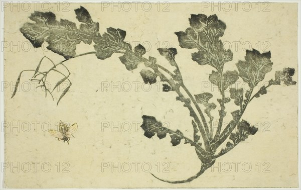 Wasp and turnip stalk, from "The Picture Book of Realistic Paintings of Hokusai..., Japan, c. 1814. Creator: Hokusai.