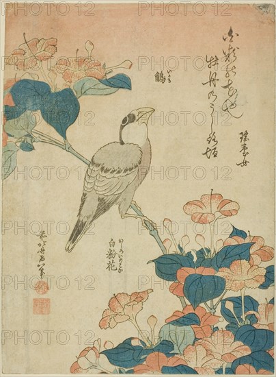 Japanese Grosbeak and Marvel of Peru (Ikaru, oshiroi no hana), from an untitled series...c. 1834. Creator: Hokusai.