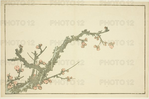 Blooming Plum Tree, from The Picture Book of Realistic Paintings of Hokusai..., Japan, c. 1814. Creator: Hokusai.