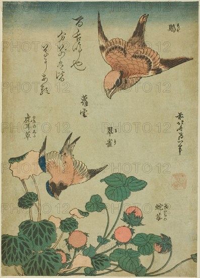 Bull-headed Shrike and Bluebird with Saxifrage and Wild Strawberry (Mozu, ruri..., c. 1834. Creator: Hokusai.