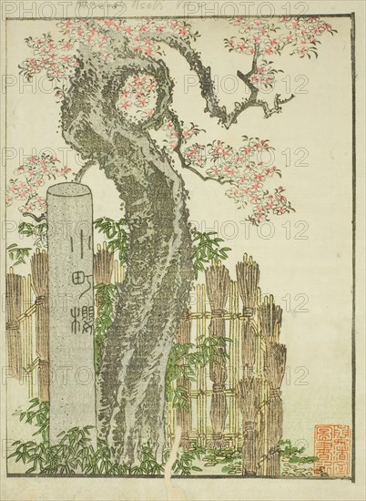 Komachi Cherry Tree (Komachi zakura), from the illustrated book "Picture Book of..., c. 1802. Creator: Hokusai.