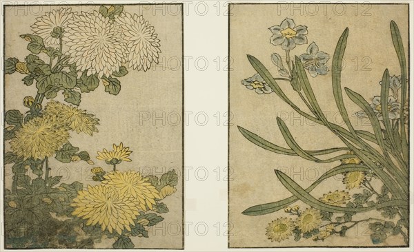 Chrysanthemum and Narcissus, from the illustrated book "Picture Book: Flowers of the..., 1801. Creator: Kitagawa Utamaro.