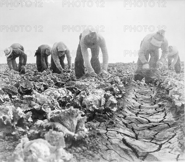 Filipinos cutting lettuce. Salinas, California, 1935. Creator: Dorothea Lange.