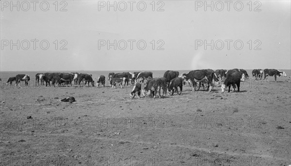 Ideal grazing conditions are afforded by this area if it is properly utilized..., Mew Mexico, 1935. Creator: Dorothea Lange.