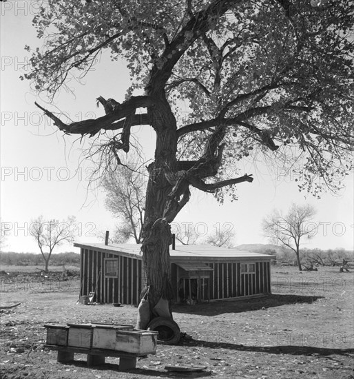 Temporary home, Bosque Farms project, New Mexico, 1935. Creator: Dorothea Lange.