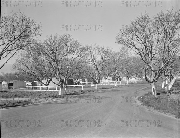 El Monte federal subsistence homesteads, California, 1936. Creator: Dorothea Lange.