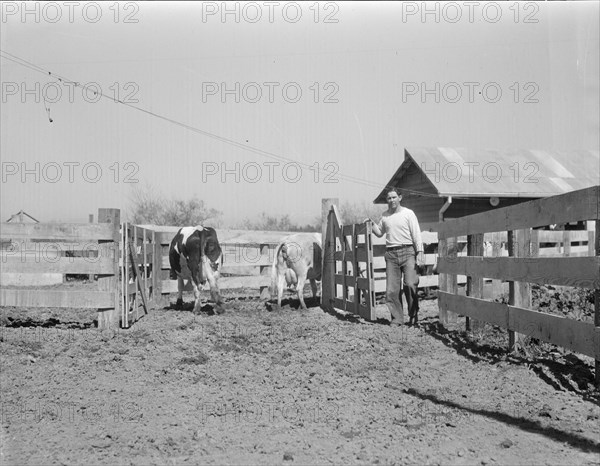 Self-help cooperative dairy, near Santa Ana, California, 1936. Creator: Dorothea Lange.