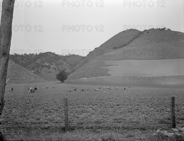 Filipino gang labor in pea fields near Pismo Beach, Nipomo, California, 1936. Creator: Dorothea Lange.