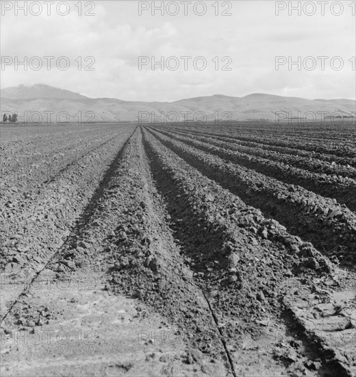 Freshly-plowed sugar beet field near King City,  scale of farm operations in California, 1936. Creator: Dorothea Lange.