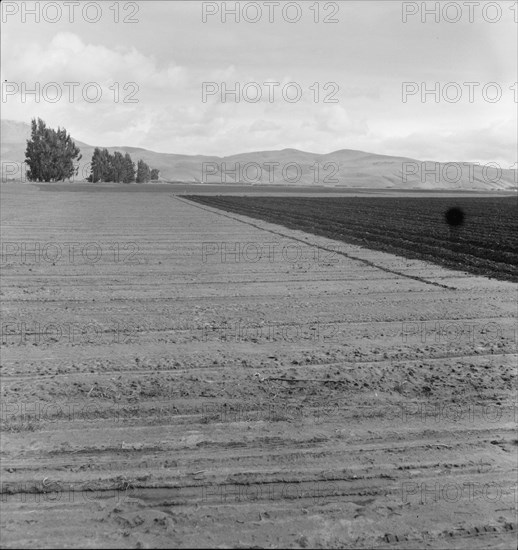 Freshly-plowed sugar beet field near King City, scale of farm operations in California, 1936. Creator: Dorothea Lange.