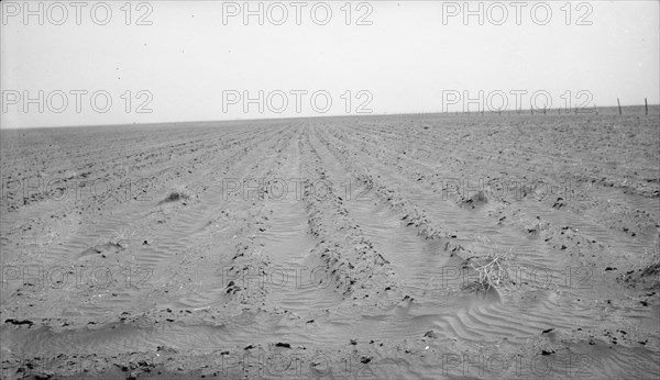 An example of how listing soil into furrows helps impede erosion, Mills, New Mexico, 1935. Creator: Dorothea Lange.