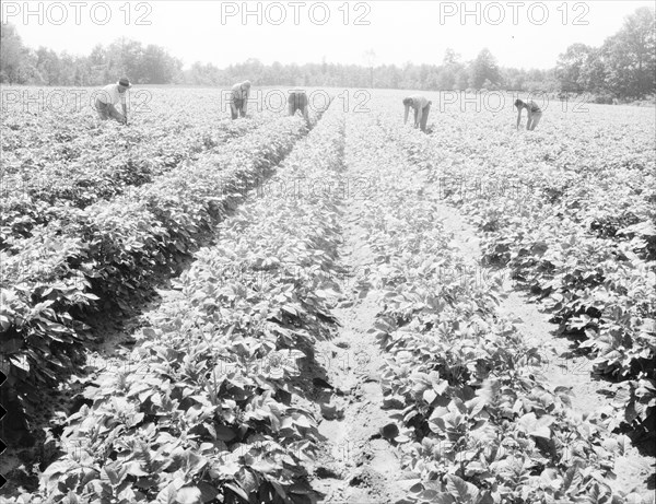 Homesteaders of the farm group are proud of their straight potato row, Hightstown, New Jersey, 1936. Creator: Dorothea Lange.