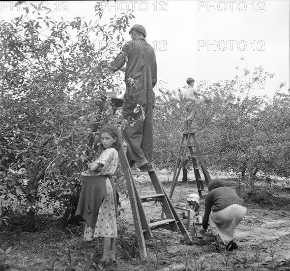 Cherry pickers near Millville, New Jersey, 1936. Creator: Dorothea Lange.