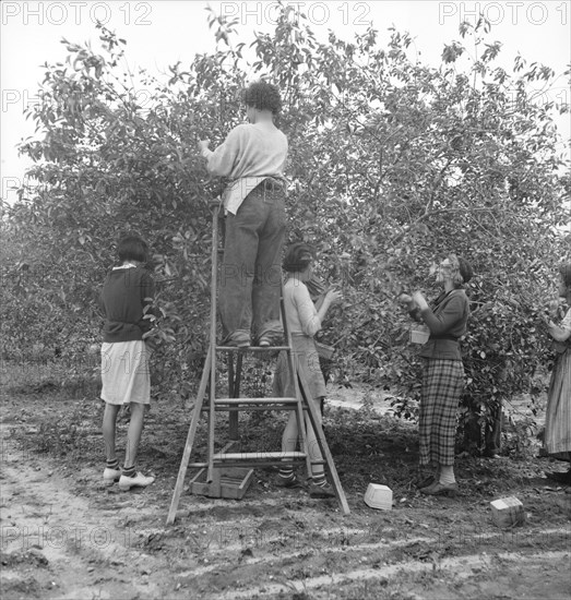 Cherry pickers near Millville, New Jersey, 1936. Creator: Dorothea Lange.