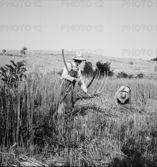 Cradling wheat near Christianburg, Virginia, 1936. Creator: Dorothea Lange.