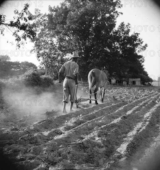 Plowboy in Alabama earns seventy-five cents daily, 1936. Creator: Dorothea Lange.