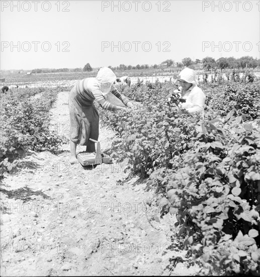 Migrants from Delaware picking berries in southern New Jersey, 1936. Creator: Dorothea Lange.