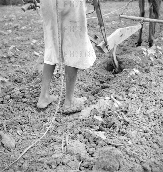 Alabama plow girl, Near Eutaw, Alabama, 1936. Creator: Dorothea Lange.