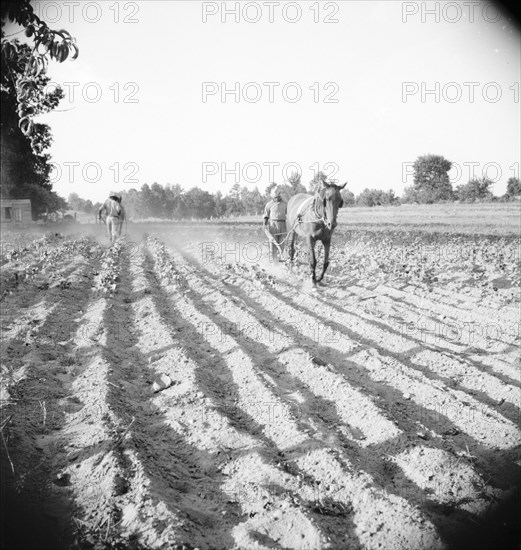 Plowboy in Alabama earns seventy-five cents daily, 1936. Creator: Dorothea Lange.