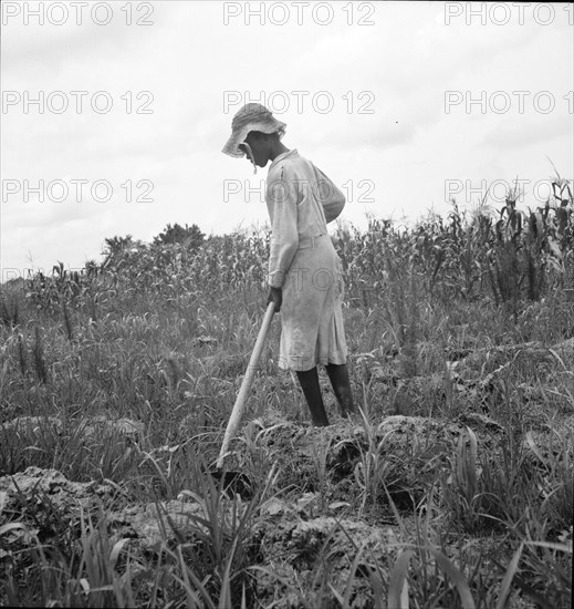 Hoe culture in the South, Mississippi, 1936. Creator: Dorothea Lange.