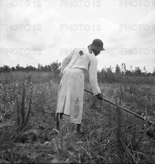 Hoe culture in the South, Mississippi, 1936. Creator: Dorothea Lange.