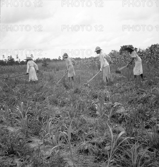 Hoe culture in the South, Mississippi, 1936. Creator: Dorothea Lange.