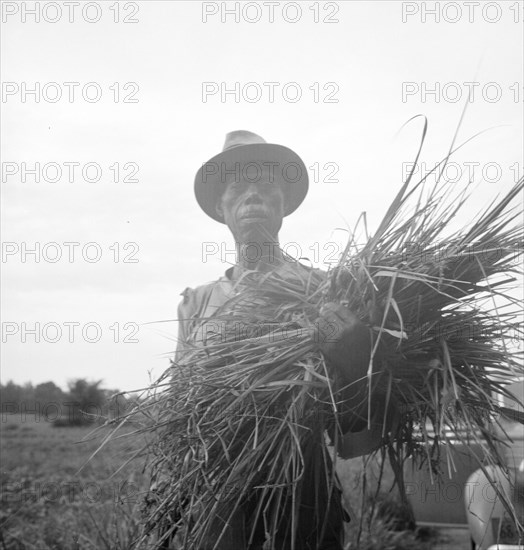 Old time Negro living on cotton patch near Vicksburg, Mississippi, 1936. Creator: Dorothea Lange.