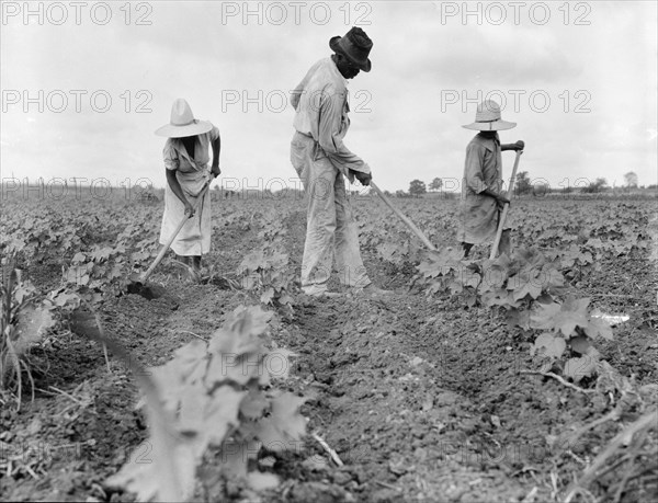 Hoe culture in the South, Near Eutaw, Alabama, 1936. Creator: Dorothea Lange.