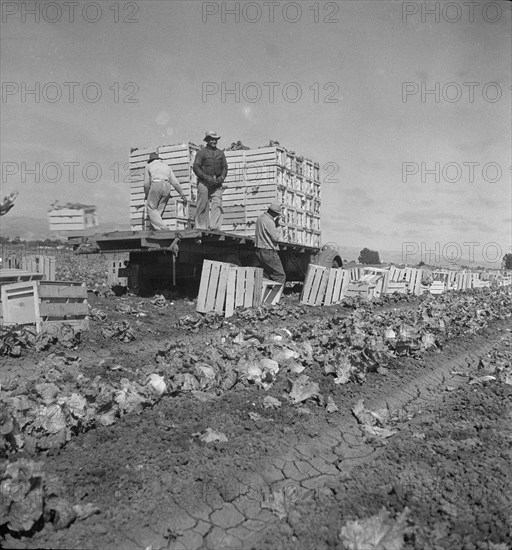 Salinas lettuce fields, California, 1936. Creator: Dorothea Lange.