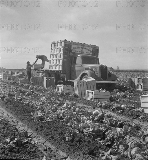 Salinas lettuce fields, California, 1936. Creator: Dorothea Lange.