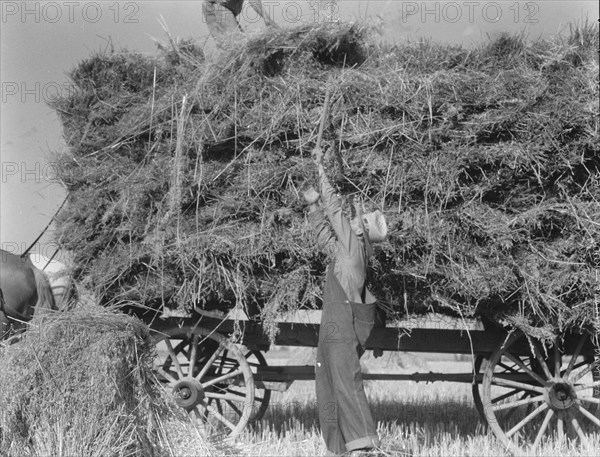 The threshing of oats, Clayton, Indiana, south of Indianapolis, 1936. Creator: Dorothea Lange.