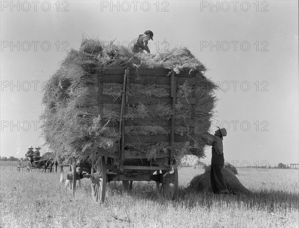 The threshing of oats, Clayton, Indiana, south of Indianapolis, 1936. Creator: Dorothea Lange.