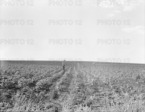 Hoeing cotton, South Texas, 1936. Creator: Dorothea Lange.