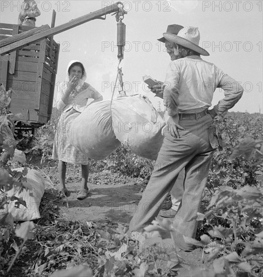Cotton weighing near Brownsville, Texas, 1936. Creator: Dorothea Lange.