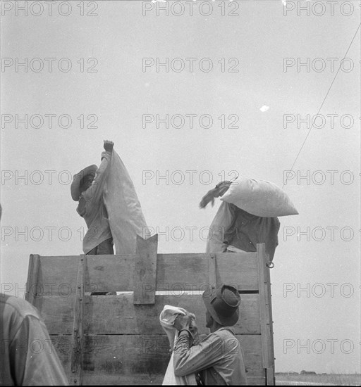 Cotton picking in south Texas, 1936. Creator: Dorothea Lange.