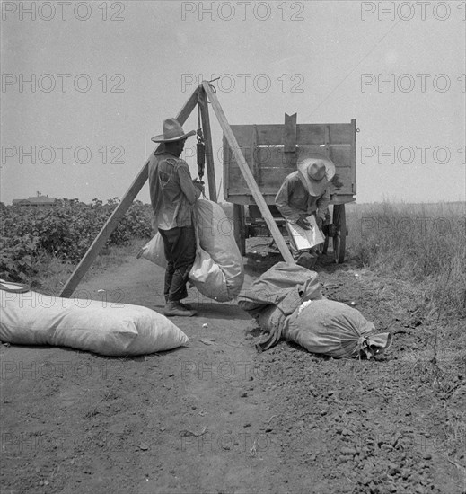 Cotton weighing, South Texas, 1936. Creator: Dorothea Lange.