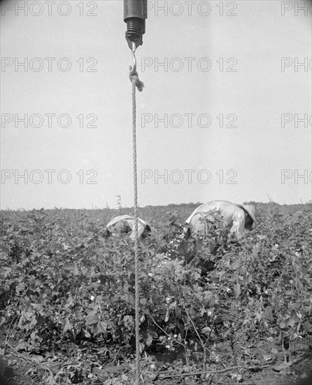 Cotton picking in south Texas, 1936. Creator: Dorothea Lange.