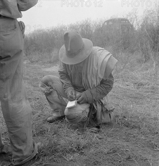 Tally, Cotton field in South Texas, 1936. Creator: Dorothea Lange.