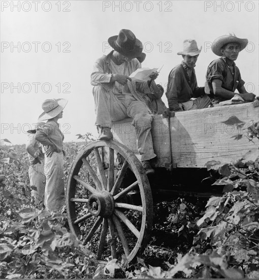 Cotton picking in south Texas, 1936. Creator: Dorothea Lange.