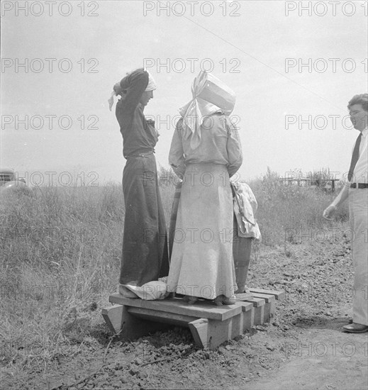 Cotton picking in south Texas, 1936. Creator: Dorothea Lange.