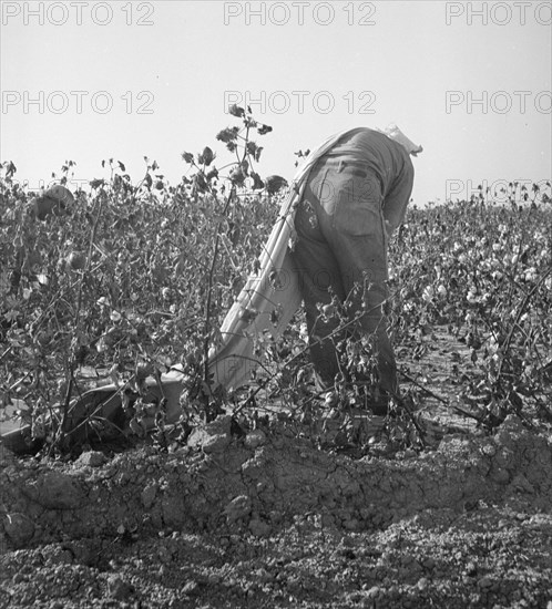 Cotton picker, San Joaquin Valley, California, 1936. Creator: Dorothea Lange.