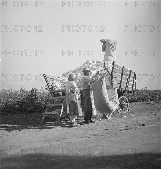 Cotton picker, San Joaquin Valley, California, 1936. Creator: Dorothea Lange.