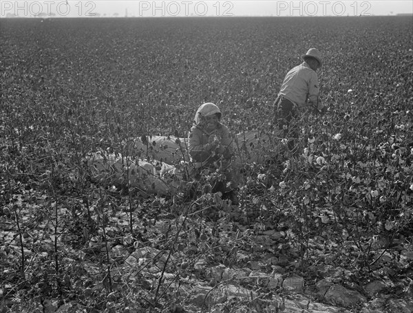 Picking cotton, San Joaquin Valley, California, 1936. Creator: Dorothea Lange.