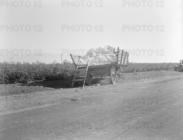 Partially loaded cotton wagon, Southern San Joaquin Valley, California, 1936. Creator: Dorothea Lange.