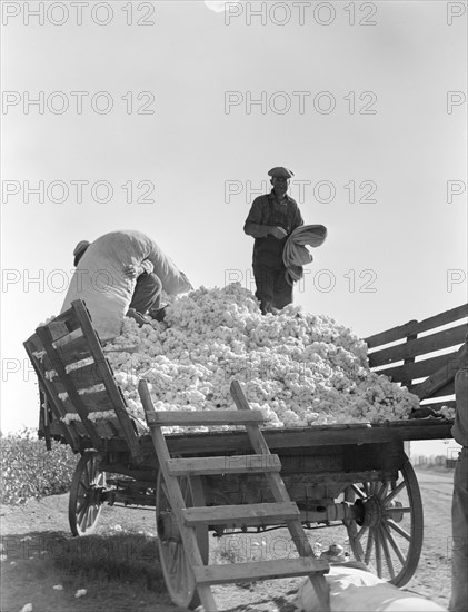 Loading cotton, Southern San Joaquin Valley, California, 1936. Creator: Dorothea Lange.