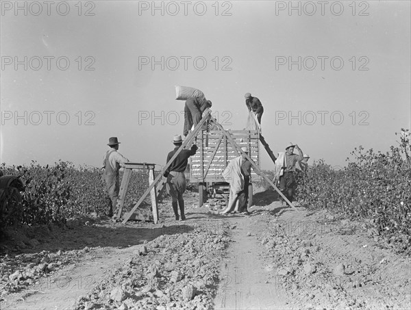 Weighing in cotton, San Joaquin Valley, California, 1936. Creator: Dorothea Lange.